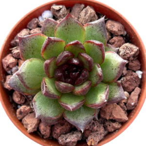Echeveria Black Bear