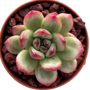 Echeveria Tm