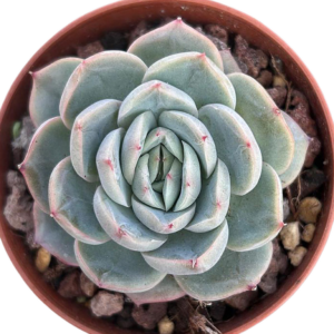Echeveria Cranberry