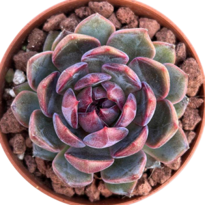 Echeveria Blueberry