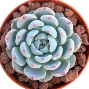Echeveria Desert Rose