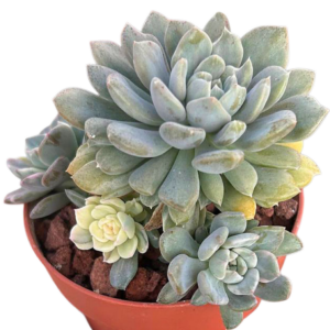 Echeveria Tinkerbell Variegada