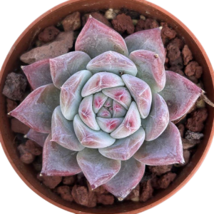 Echeveria Colorata Autentica