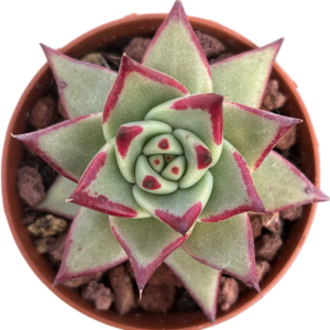 Echeveria Agavoides Ebony