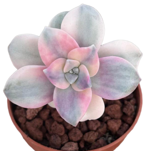 Graptopetalum Purple Delight Variegado