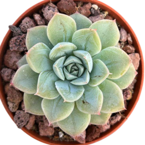 Echeveria Elsa