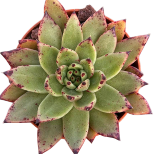 Echeveria Ebony x Cuspidata