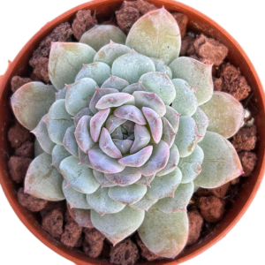Echeveria Icy Bliss Candy