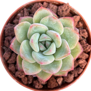 Echeveria Sensation