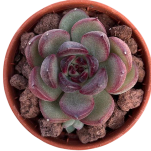 Echeveria Black Tiger