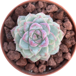 Echeveria Elegans Queen