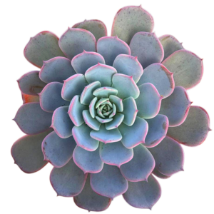 Echeveria Laulensis