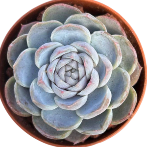 Echeveria Macchiato