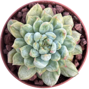 Echeveria Ice Angel Variegada