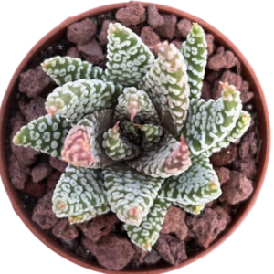 Haworthia Pumila