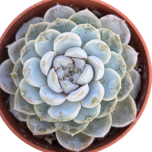 Echeveria Coconut Latte