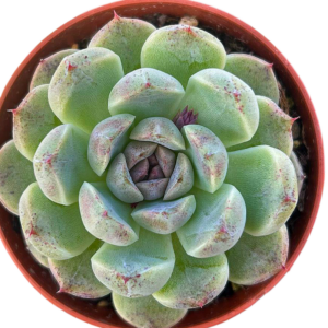 Echeveria Amethyst