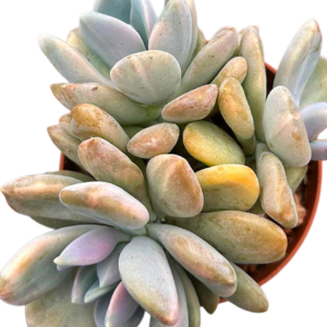 Pachyveria Pachyphytoides Variegada
