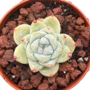 Echeveria Dry Ice