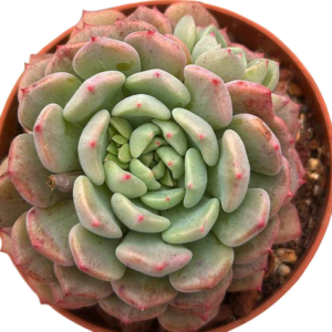 Echeveria Lucky Bubble