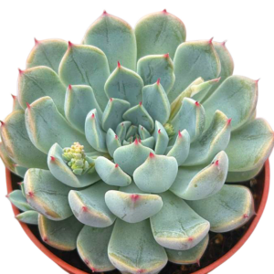 Echeveria Cuspidata Hybrid