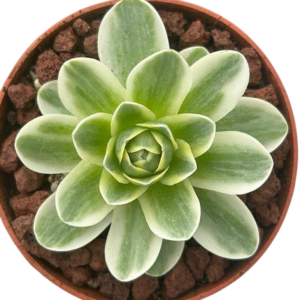 Greenovia Aurea Variegada