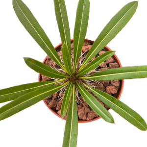 Pachypodium Lamerei (Palmera de Madagascar)