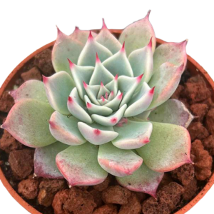 Echeveria Larega
