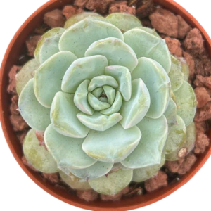 Echeveria Amazing Grace