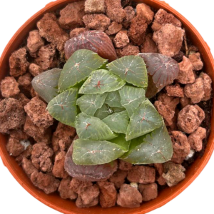 Haworthia Cooperi Obtusa Hybrid