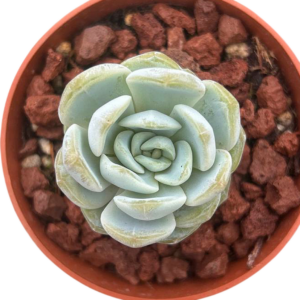 Echeveria Green Crystal