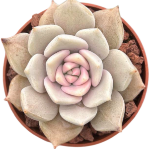 Echeveria Juliana