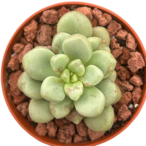 Graptoveria Avant-Garde