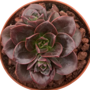 Echeveria Melaco