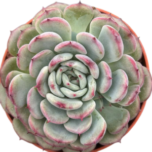 Echeveria Marcel