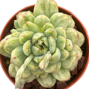 Echeveria Ice Angel Variegada