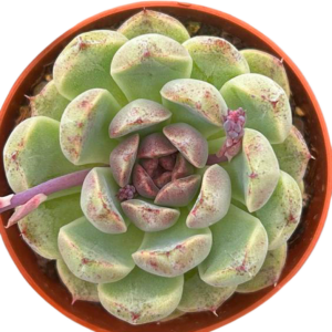 Echeveria Amethyst