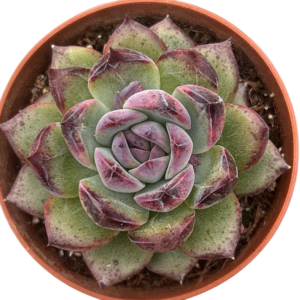 Echeveria Black Bear
