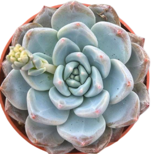 Echeveria Oceania