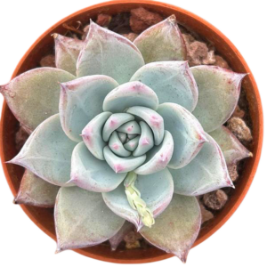 Echeveria Colorata Roof