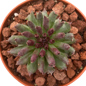 Sempervivum Oddity