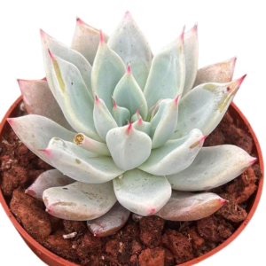 Echeveria Wedding Ring