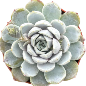 Echeveria Snow Bunny