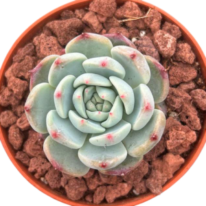 Echeveria Jasmine