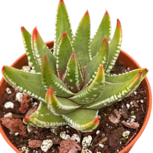 Haworthia Marginata