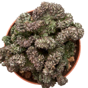Euphorbia Enopla Monstruosa Crestada