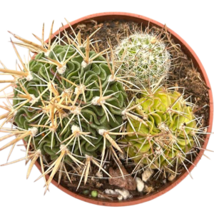 Stenocereus Multicostatus