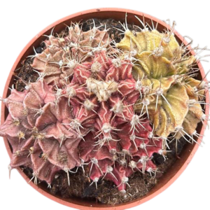 Gymnocalycium Friedrichii