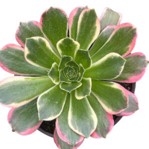 Aeonium Green Witch