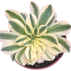 Aeonium Maybach